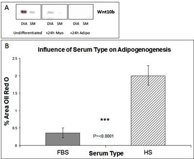 Adipogenic Differentiation of Muscle Derived Cells is Repressed by Inhibition of GSK-3 Activity